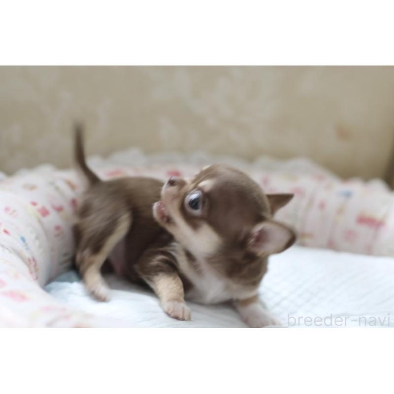 販売中の兵庫県のチワワ(スムースコート)-450592の3枚目