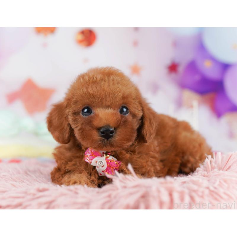 販売中の東京都のトイプードル-450599の10枚目