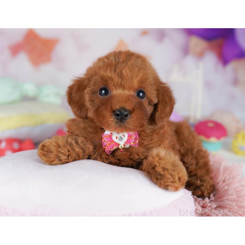 販売中の東京都のトイプードル-450599の8枚目