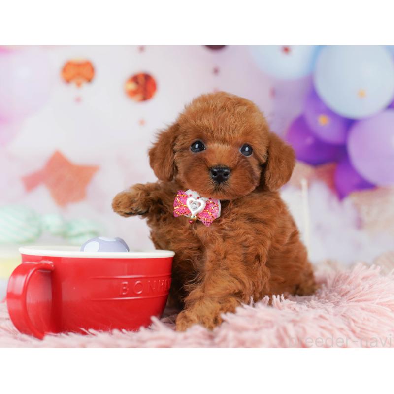 販売中の東京都のトイプードル-450599の7枚目