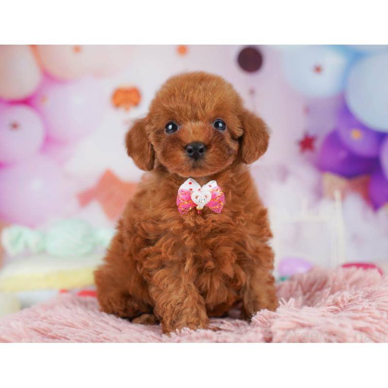 販売中の東京都のトイプードル-450599の4枚目