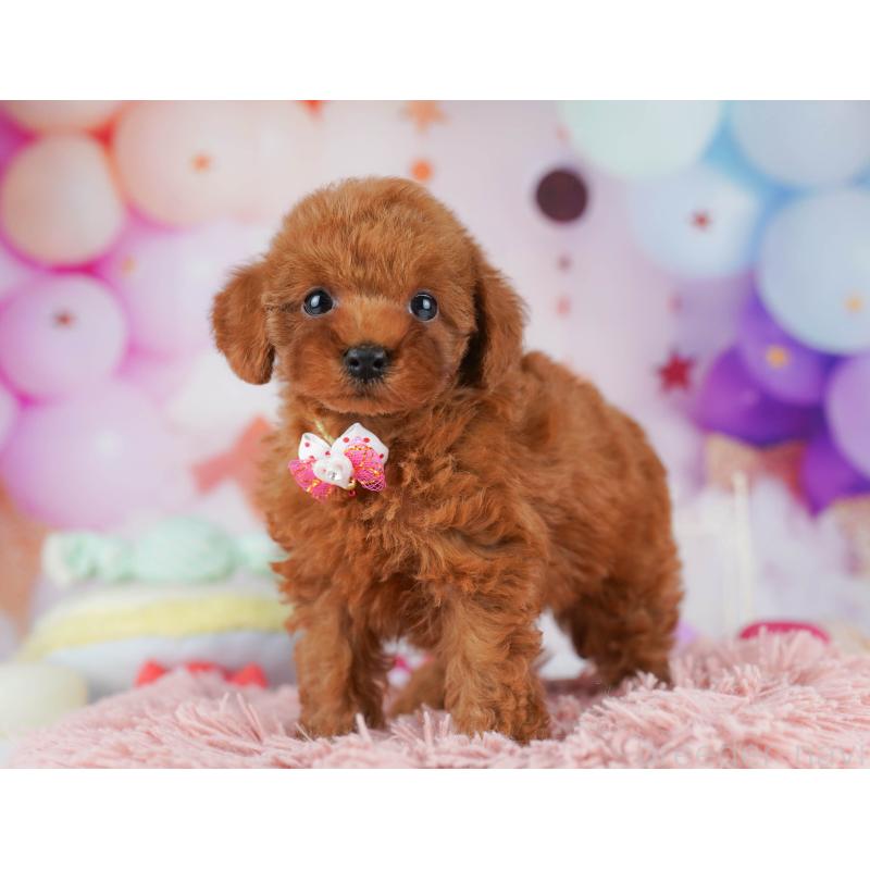 販売中の東京都のトイプードル-450599の3枚目