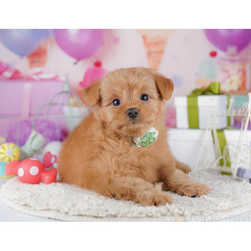 販売中の東京都のポメプー:ポメラニアン×トイプードル-450604の11枚目