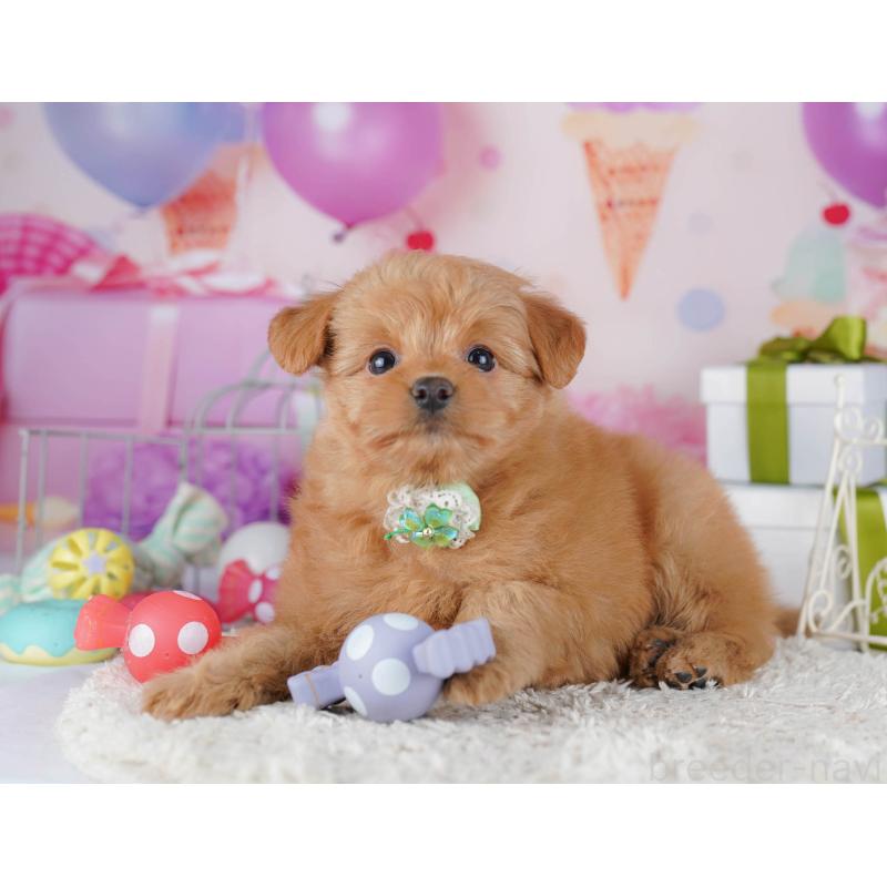 販売中の東京都のポメプー:ポメラニアン×トイプードル-450604の10枚目