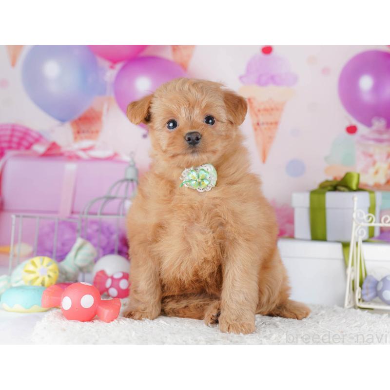 販売中の東京都のポメプー:ポメラニアン×トイプードル-450604の9枚目