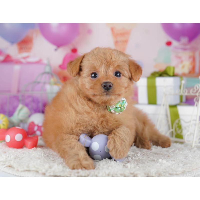 販売中の東京都のポメプー:ポメラニアン×トイプードル-450604の7枚目