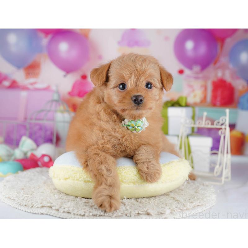 販売中の東京都のポメプー:ポメラニアン×トイプードル-450604の6枚目