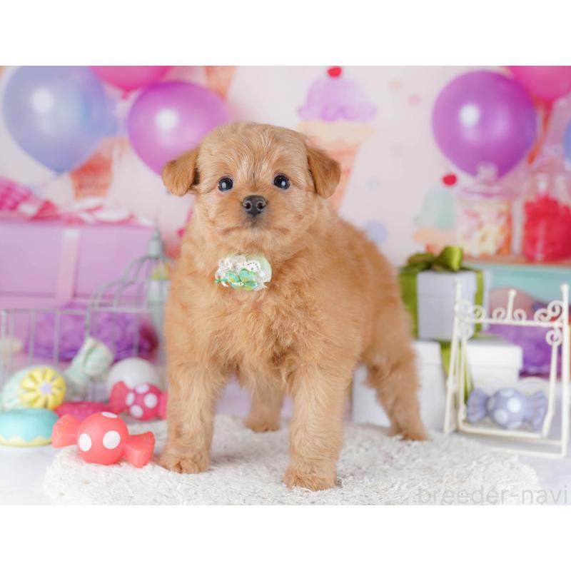 販売中の東京都のポメプー:ポメラニアン×トイプードル-450604の3枚目