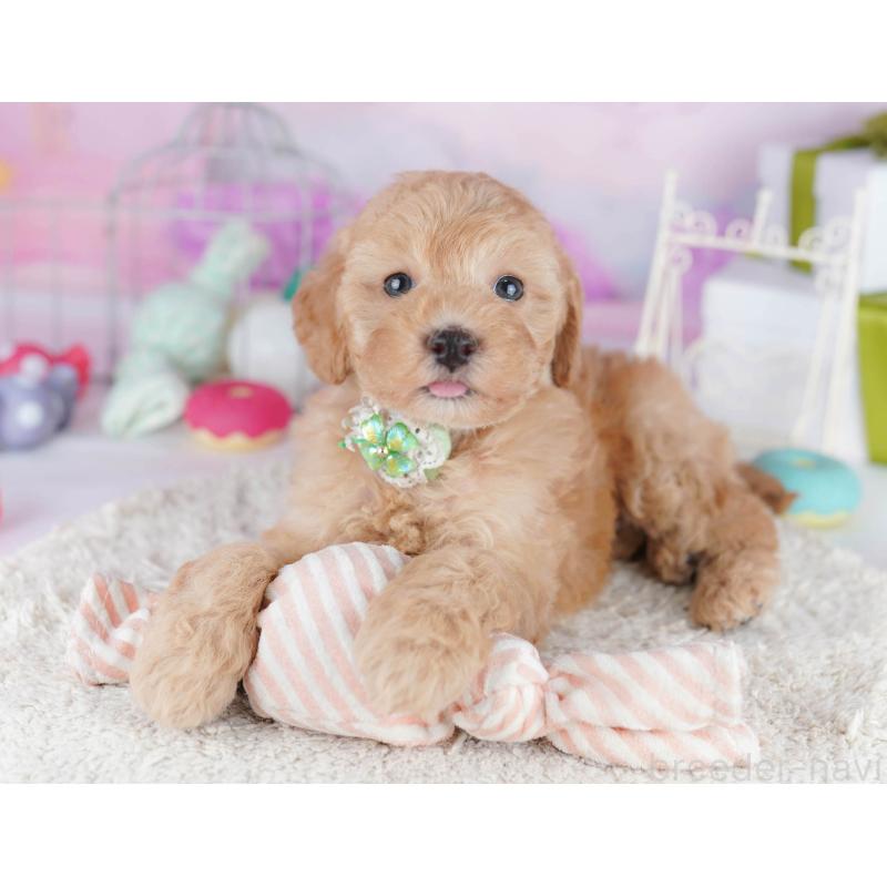 販売中の東京都のトイプードル-450628の11枚目