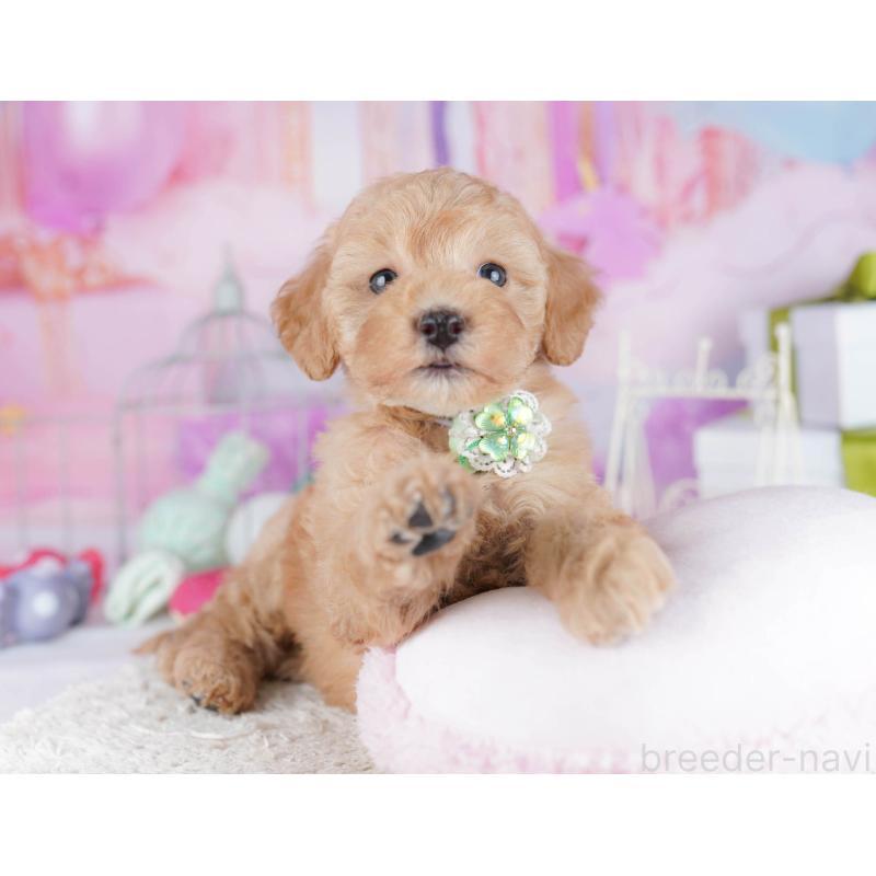 販売中の東京都のトイプードル-450628の10枚目