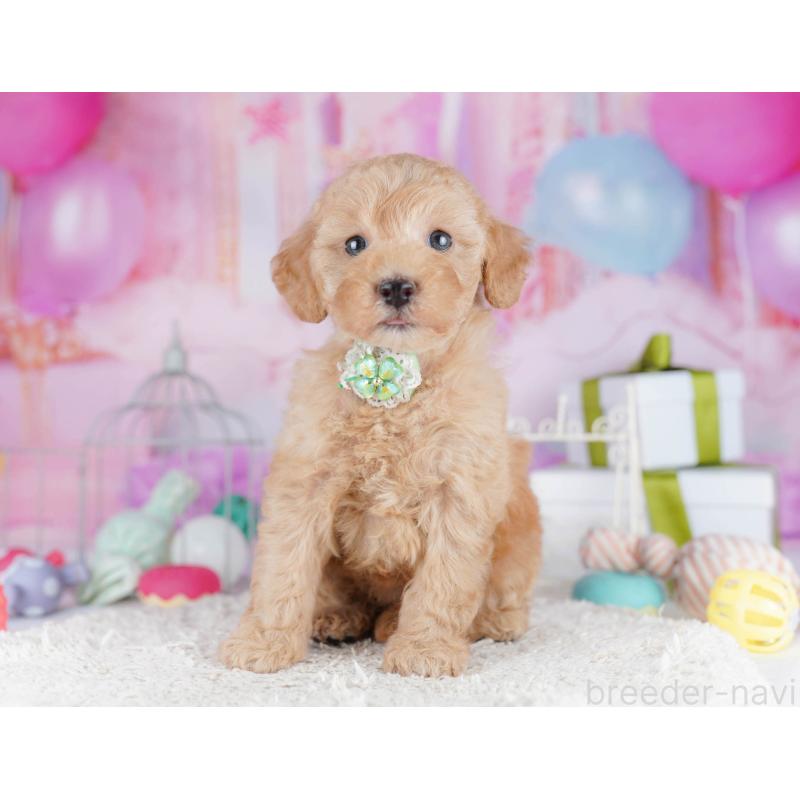 販売中の東京都のトイプードル-450628の9枚目