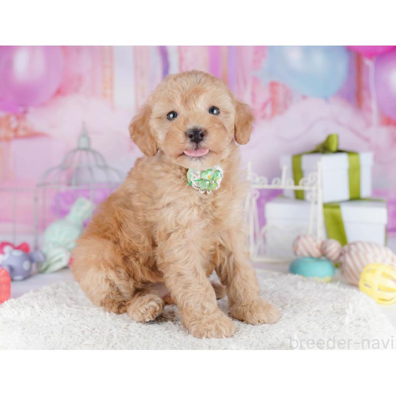 販売中の東京都のトイプードル-450628の8枚目