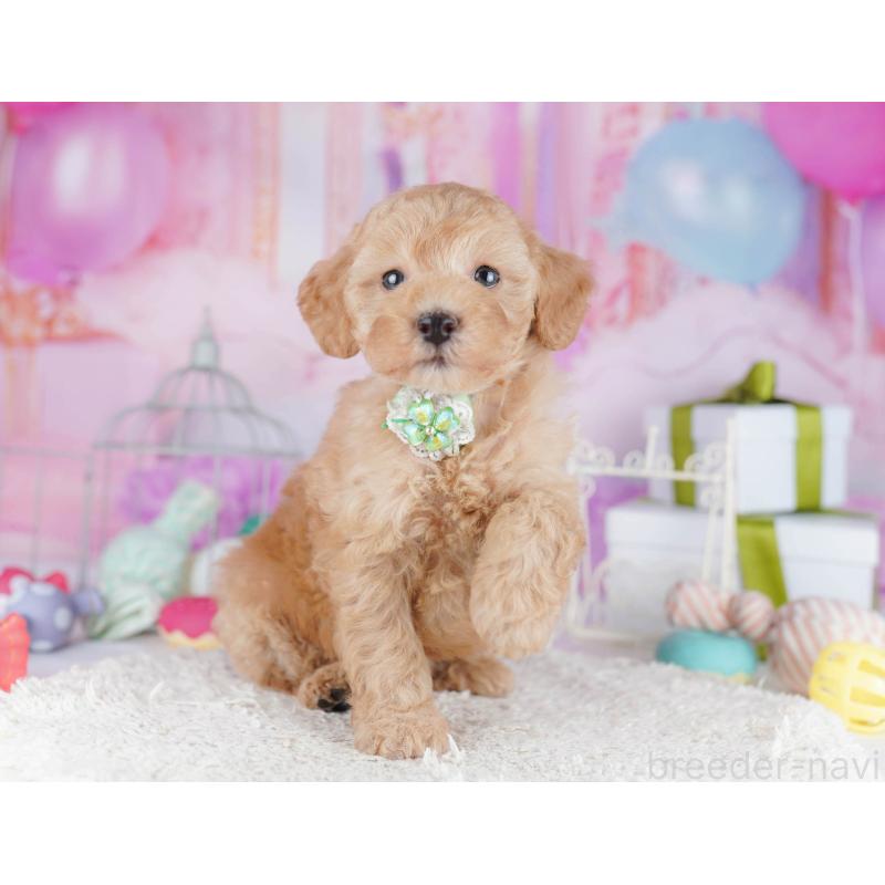 販売中の東京都のトイプードル-450628の5枚目