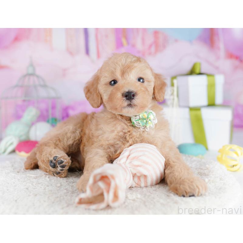 販売中の東京都のトイプードル-450628の4枚目