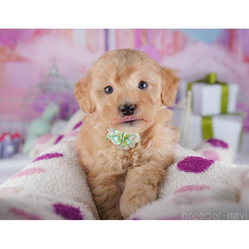 販売中の東京都のトイプードル-450628の3枚目