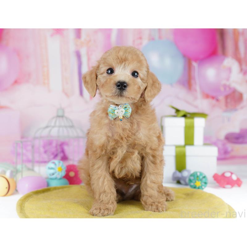 販売中の東京都のトイプードル-450620