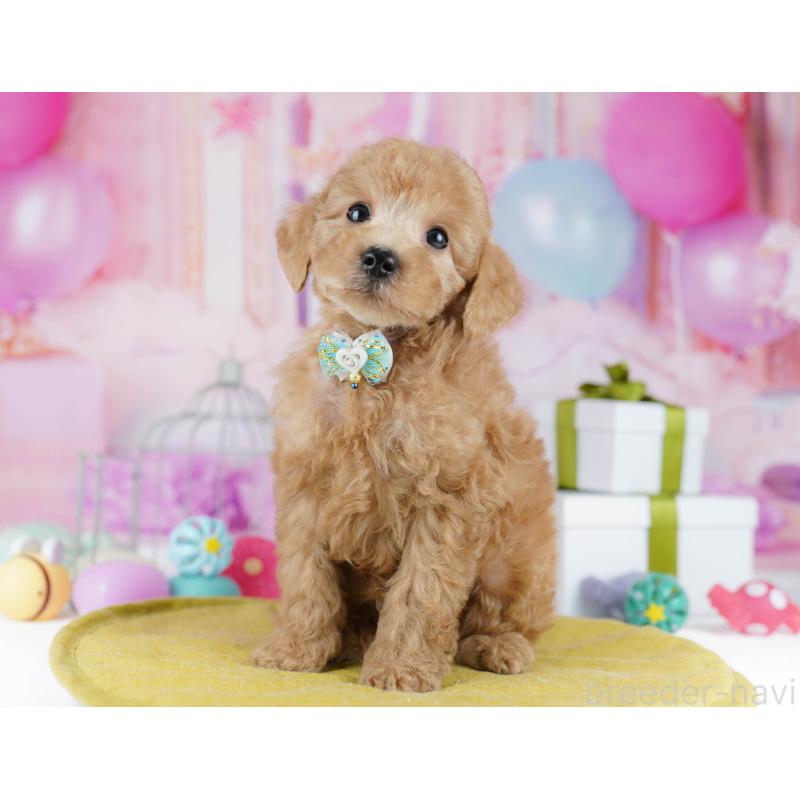 販売中の東京都のトイプードル-450620の11枚目