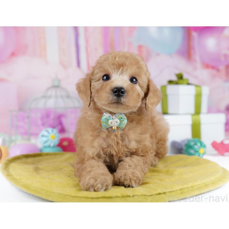 販売中の東京都のトイプードル-450620の10枚目