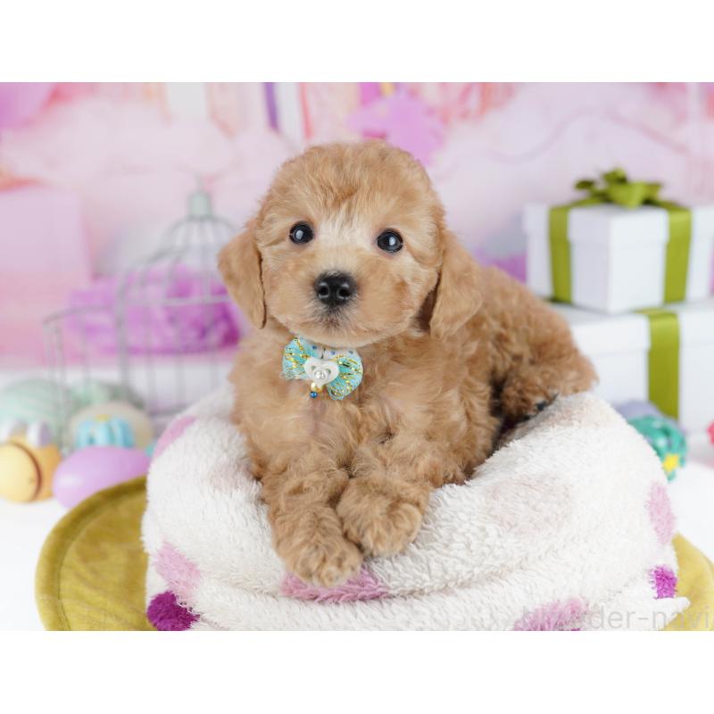 販売中の東京都のトイプードル-450620の8枚目