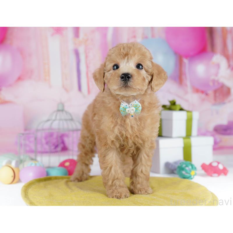 販売中の東京都のトイプードル-450620の7枚目