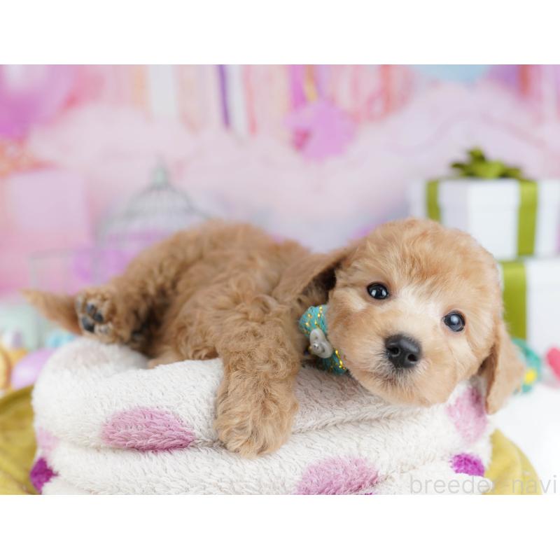 販売中の東京都のトイプードル-450620の5枚目