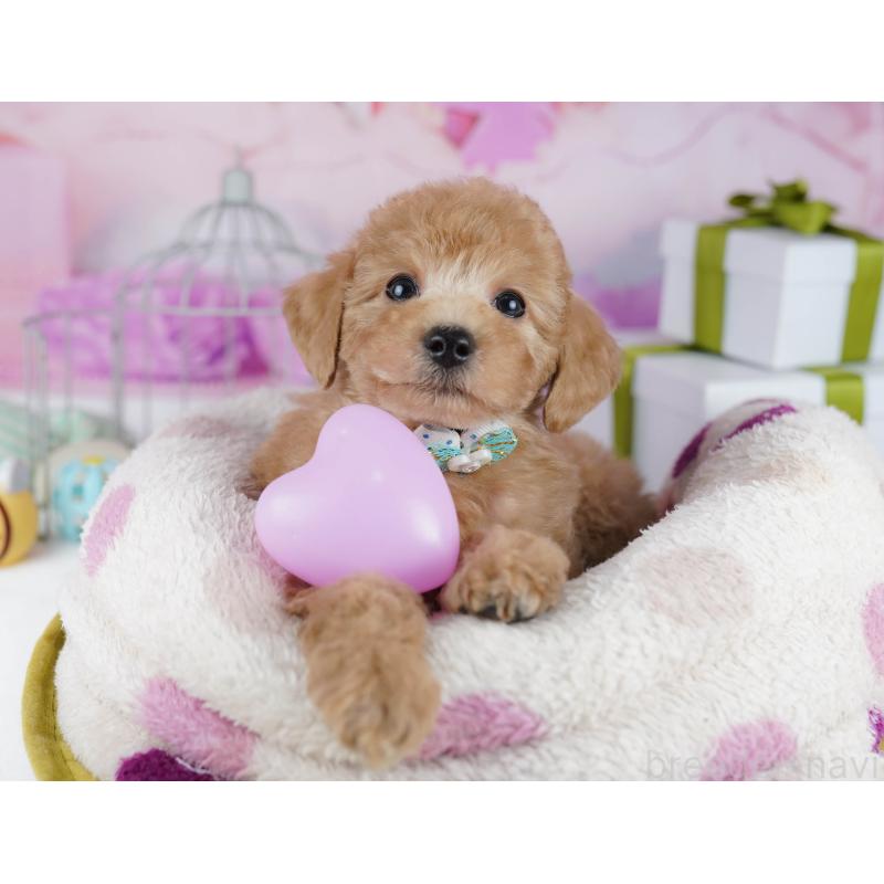 販売中の東京都のトイプードル-450620の4枚目