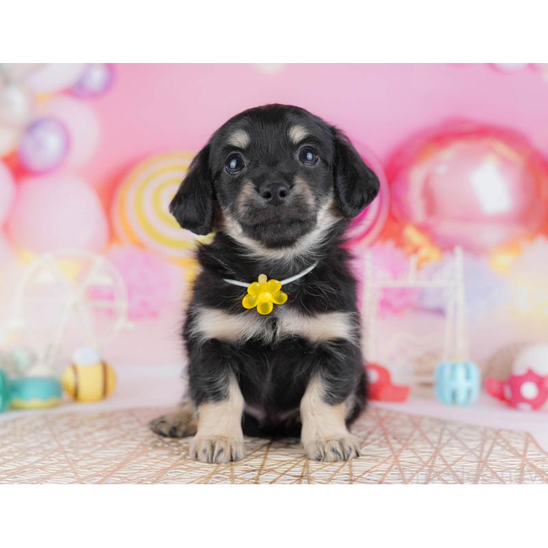 販売中の東京都のチワックス:チワワ×ミニチュアダックスフンド-450629