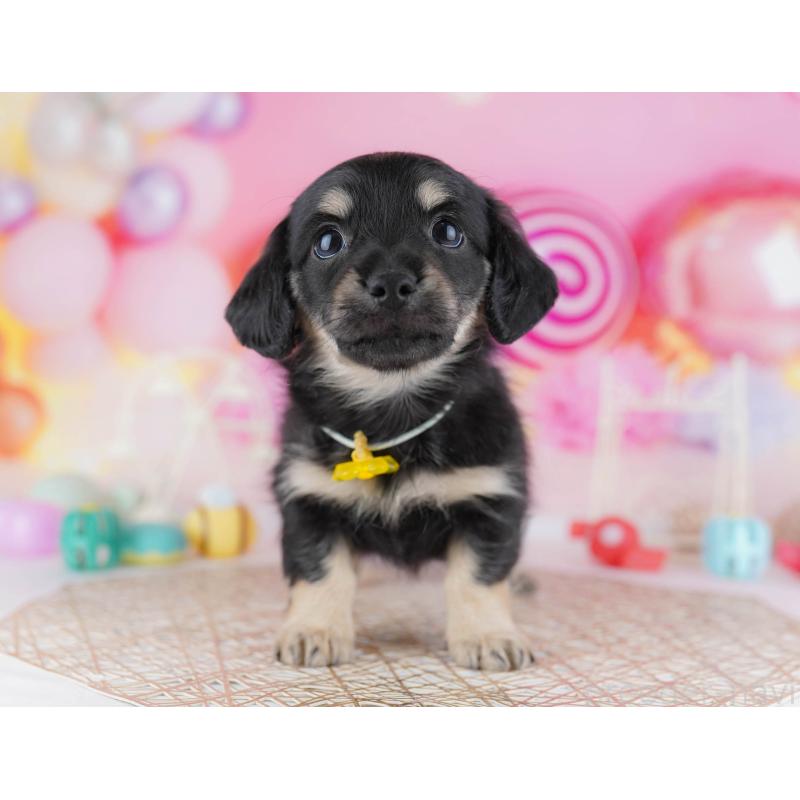 販売中の東京都のチワックス:チワワ×ミニチュアダックスフンド-450629の11枚目