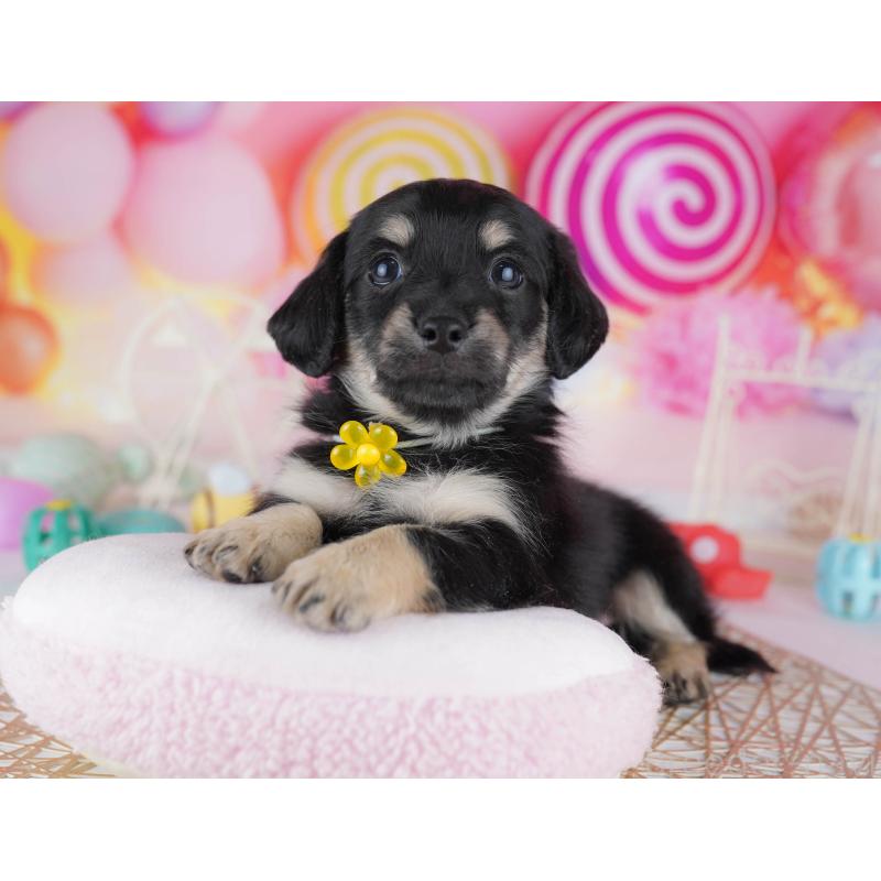 販売中の東京都のチワックス:チワワ×ミニチュアダックスフンド-450629の8枚目