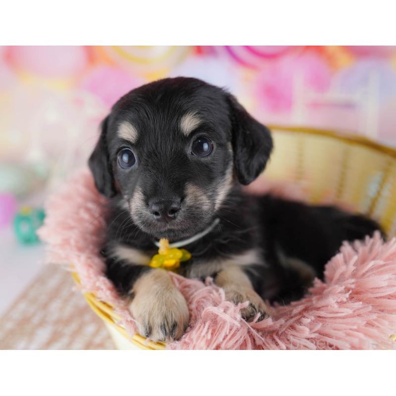 販売中の東京都のチワックス:チワワ×ミニチュアダックスフンド-450629の7枚目