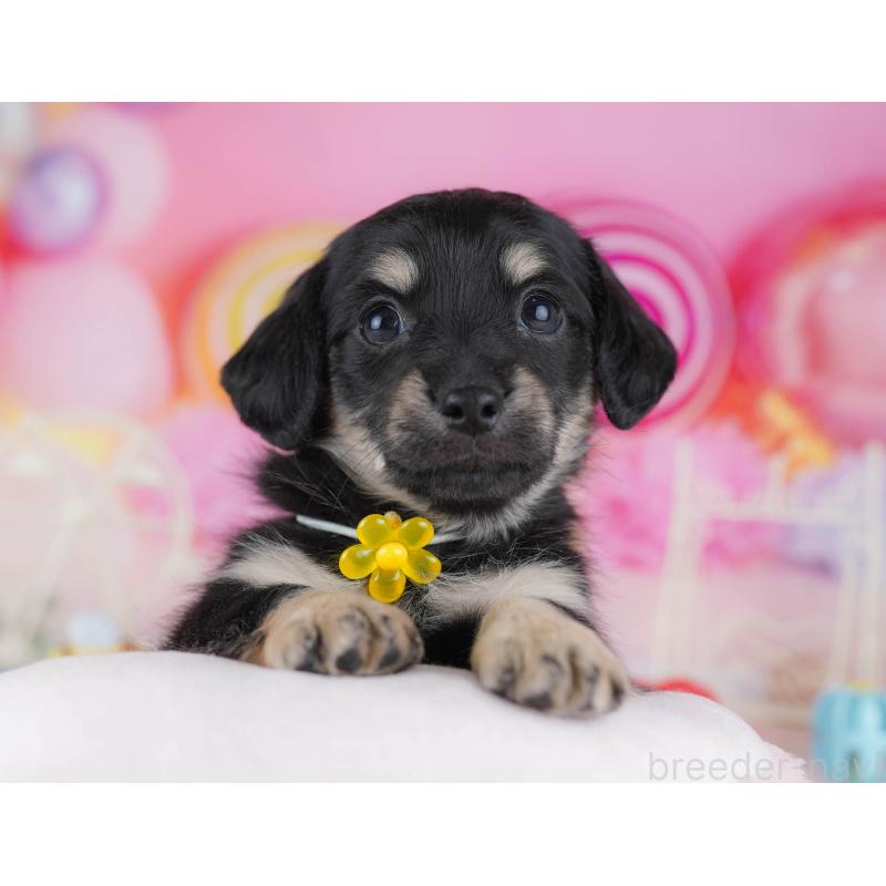 販売中の東京都のチワックス:チワワ×ミニチュアダックスフンド-450629の6枚目