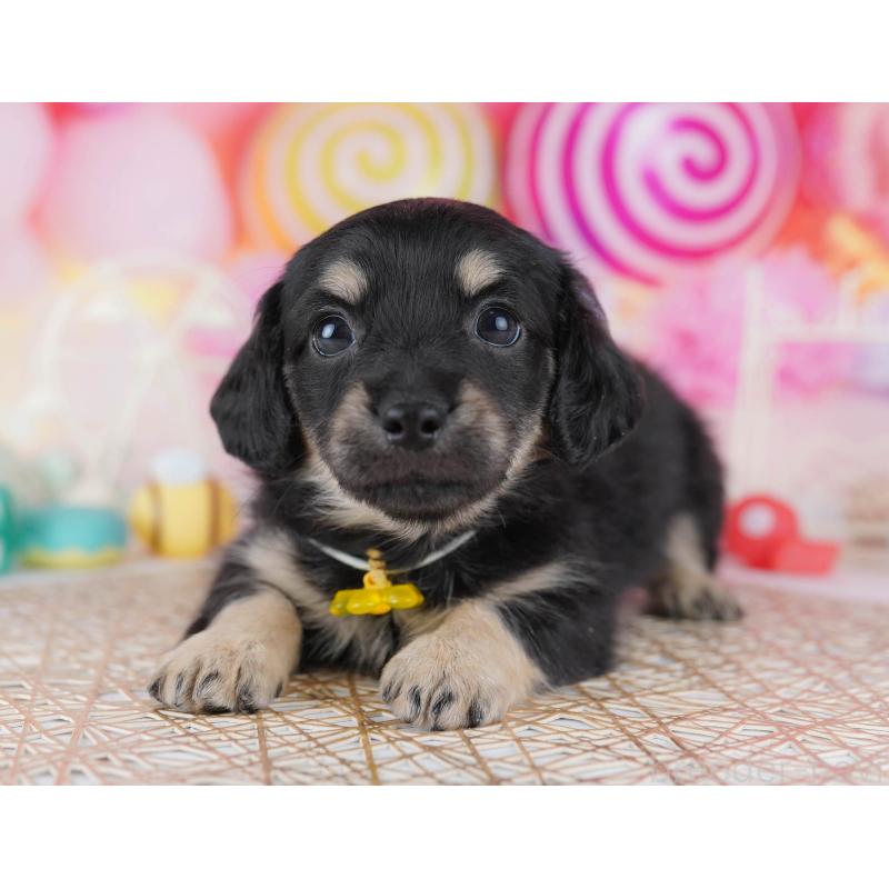 販売中の東京都のチワックス:チワワ×ミニチュアダックスフンド-450629の5枚目