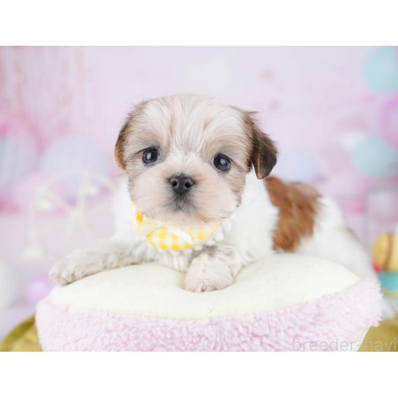 販売中の東京都のマルシーズー:マルチーズ×シーズー-450630の6枚目