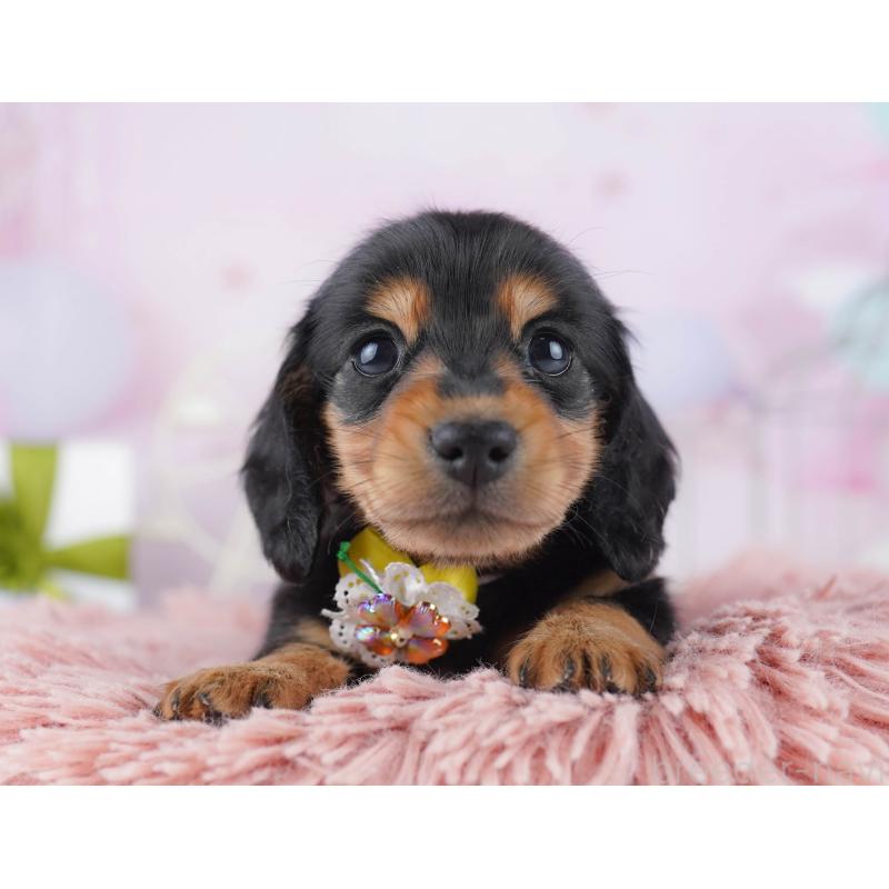 販売中ののミニチュアダックスフンド(ロングヘアード)-450631