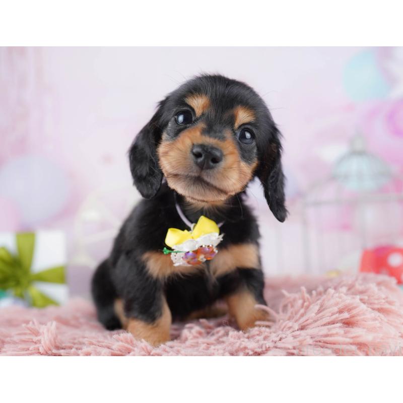 販売中の東京都のミニチュアダックスフンド(ロングヘアード)-450631の11枚目