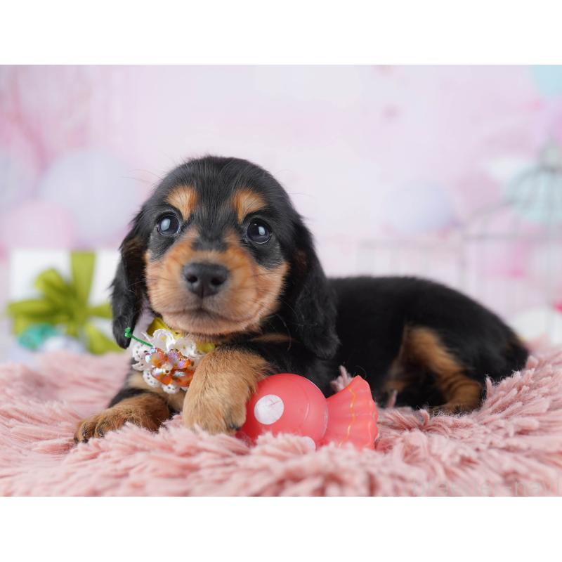 販売中の東京都のミニチュアダックスフンド(ロングヘアード)-450631の10枚目