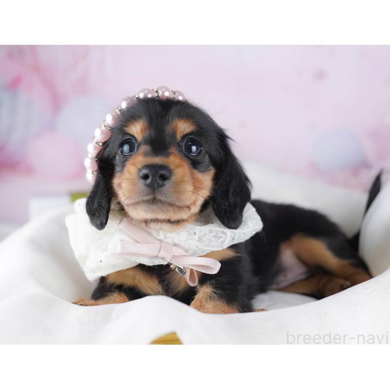 販売中の東京都のミニチュアダックスフンド(ロングヘアード)-450631の7枚目