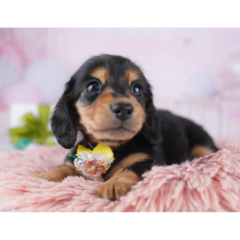 販売中の東京都のミニチュアダックスフンド(ロングヘアード)-450631の5枚目