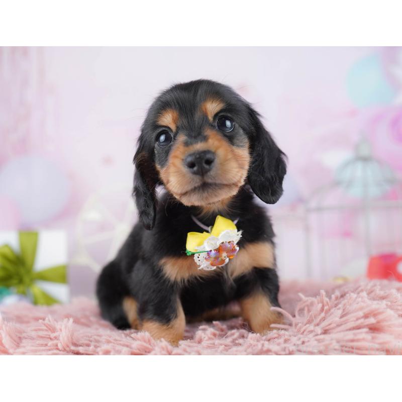 販売中の東京都のミニチュアダックスフンド(ロングヘアード)-450631の4枚目