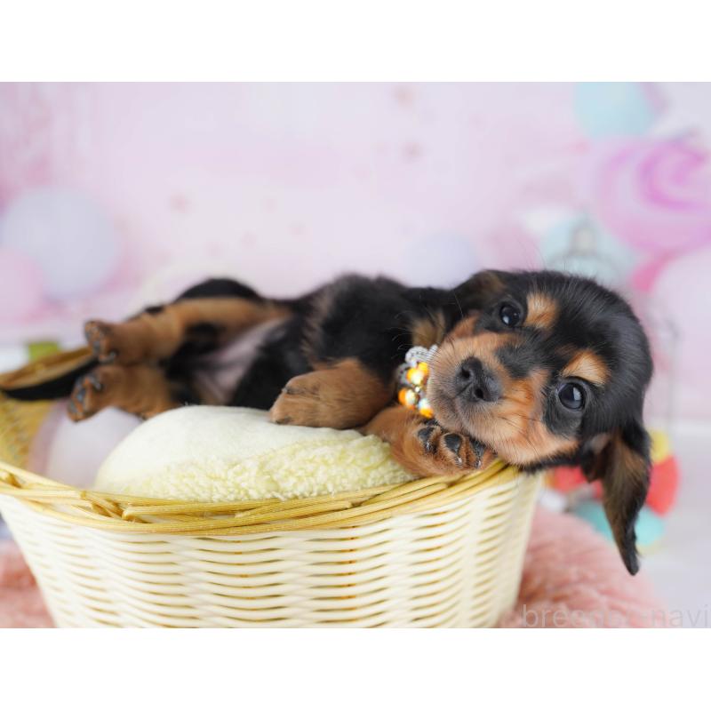 販売中の東京都のミニチュアダックスフンド(ロングヘアード)-450631の3枚目