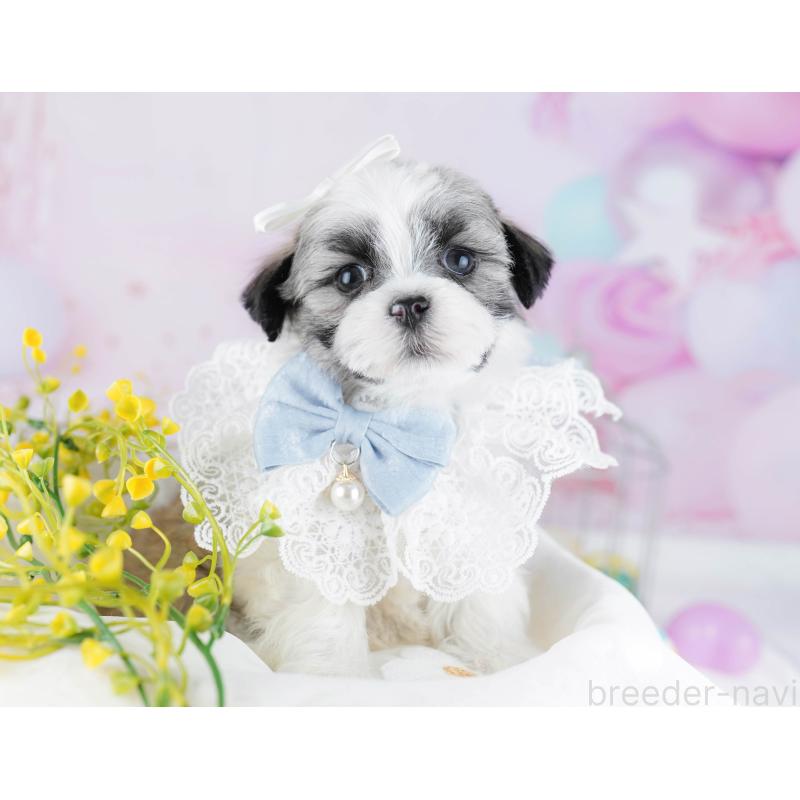 販売中の東京都のマルシーズー:マルチーズ×シーズー-450627