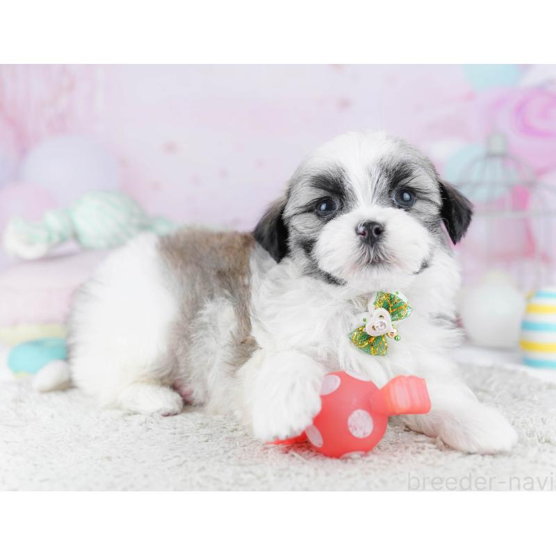 販売中の東京都のマルシーズー:マルチーズ×シーズー-450627の8枚目