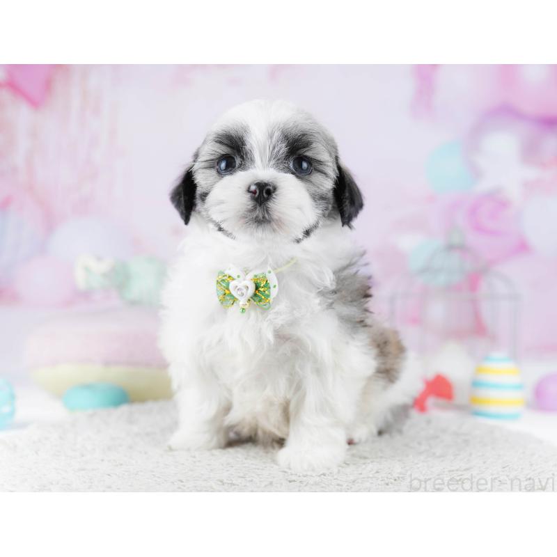 販売中の東京都のマルシーズー:マルチーズ×シーズー-450627の7枚目