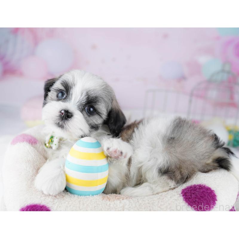 販売中の東京都のマルシーズー:マルチーズ×シーズー-450627の5枚目