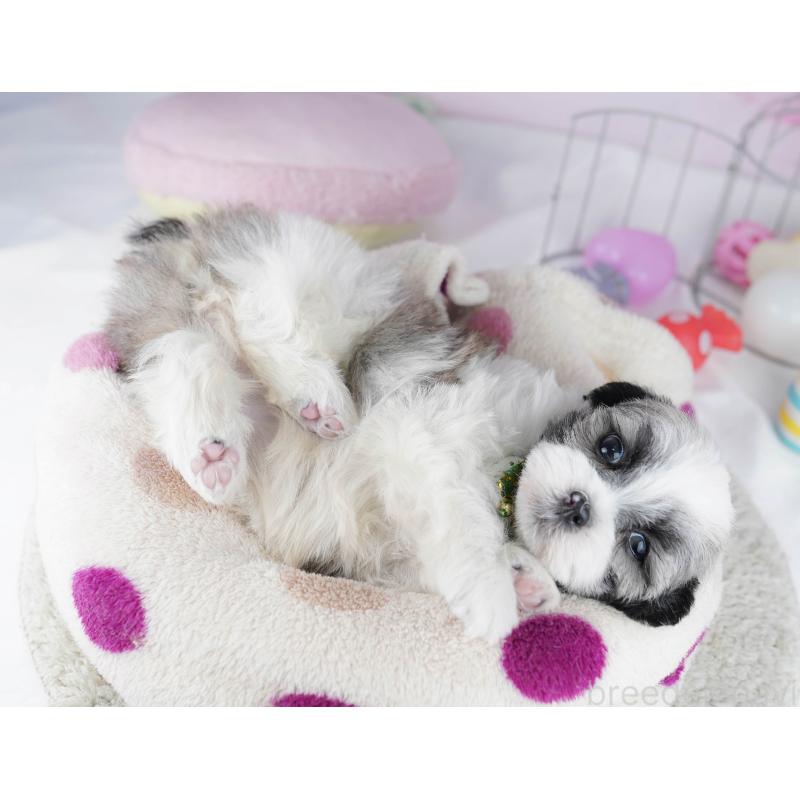 販売中の東京都のマルシーズー:マルチーズ×シーズー-450627の4枚目