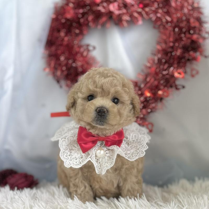 販売中の愛知県のビションプー:ビションフリーゼ×トイプードル-450588の6枚目