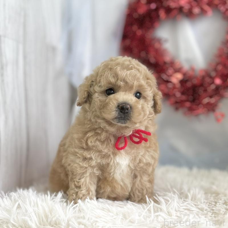 販売中の愛知県のビションプー:ビションフリーゼ×トイプードル-450588の4枚目