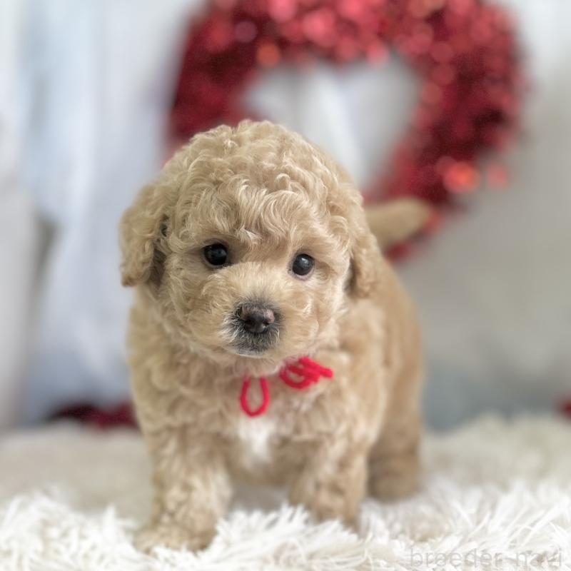 販売中の愛知県のビションプー:ビションフリーゼ×トイプードル-450588の3枚目