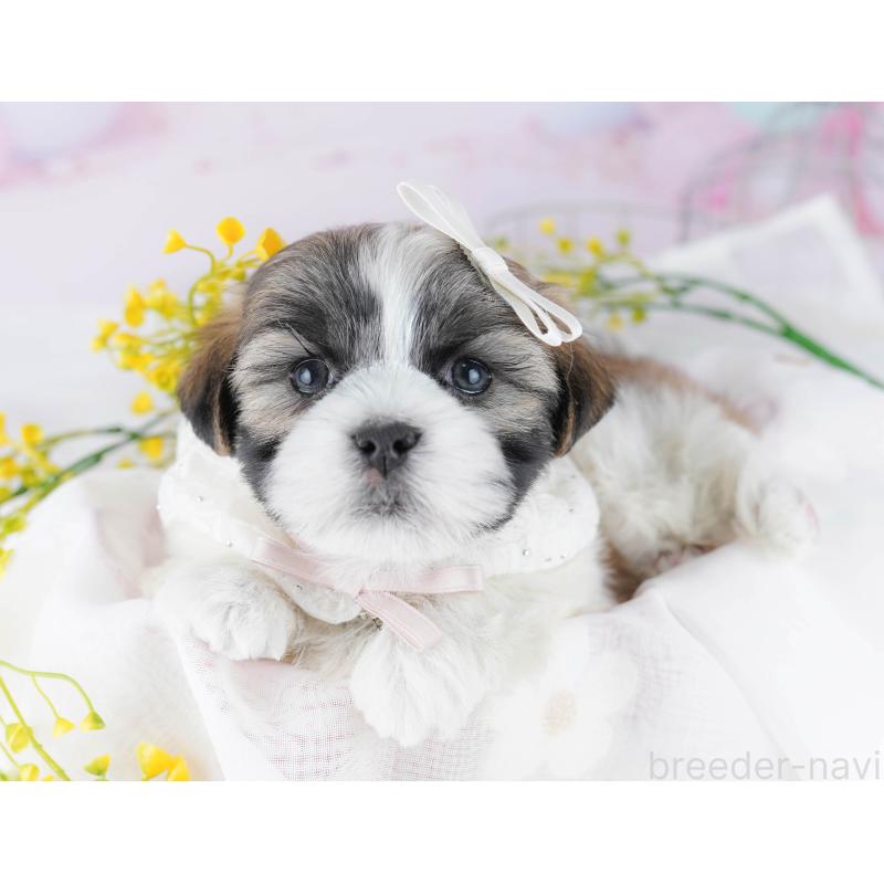 販売中の東京都のマルシーズー:マルチーズ×シーズー-450634の7枚目