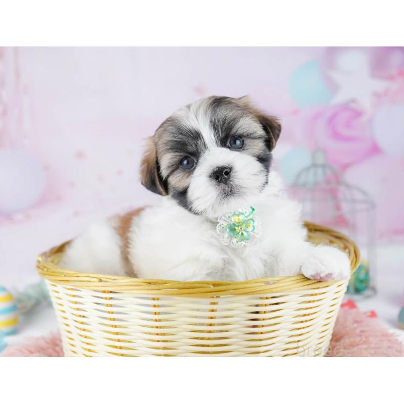 販売中の東京都のマルシーズー:マルチーズ×シーズー-450634の5枚目